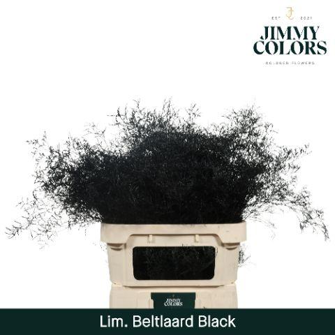 Срезанные цветы оптом Limonium beltlaard paint black от 25шт из Голландии с доставкой по России