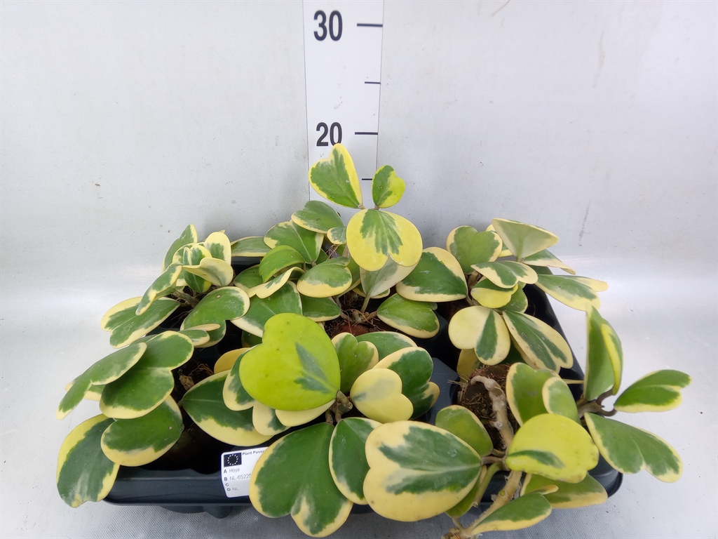 Горшечные цветы и растения оптом Hoya Kerrii от 6шт (для телеги) из Голландии с доставкой по России