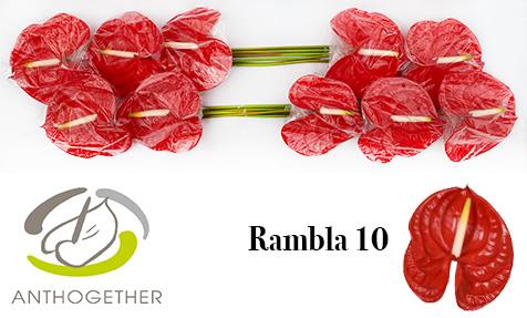 Срезанные цветы оптом Anthurium rambla от 10шт из Голландии с доставкой по России