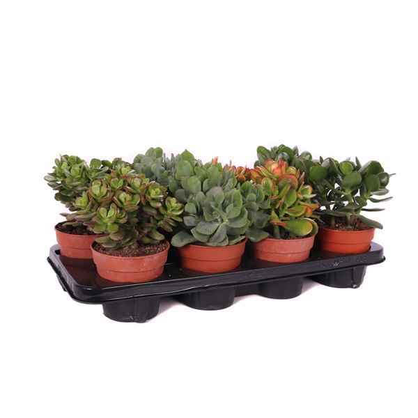 Горшечные цветы и растения оптом Crassula Mix Canarias от 6шт из Голландии с доставкой по России