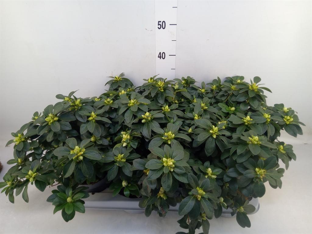 Горшечные цветы и растения оптом Rhododendron Sim.   ... от 4шт из Голландии с доставкой по России