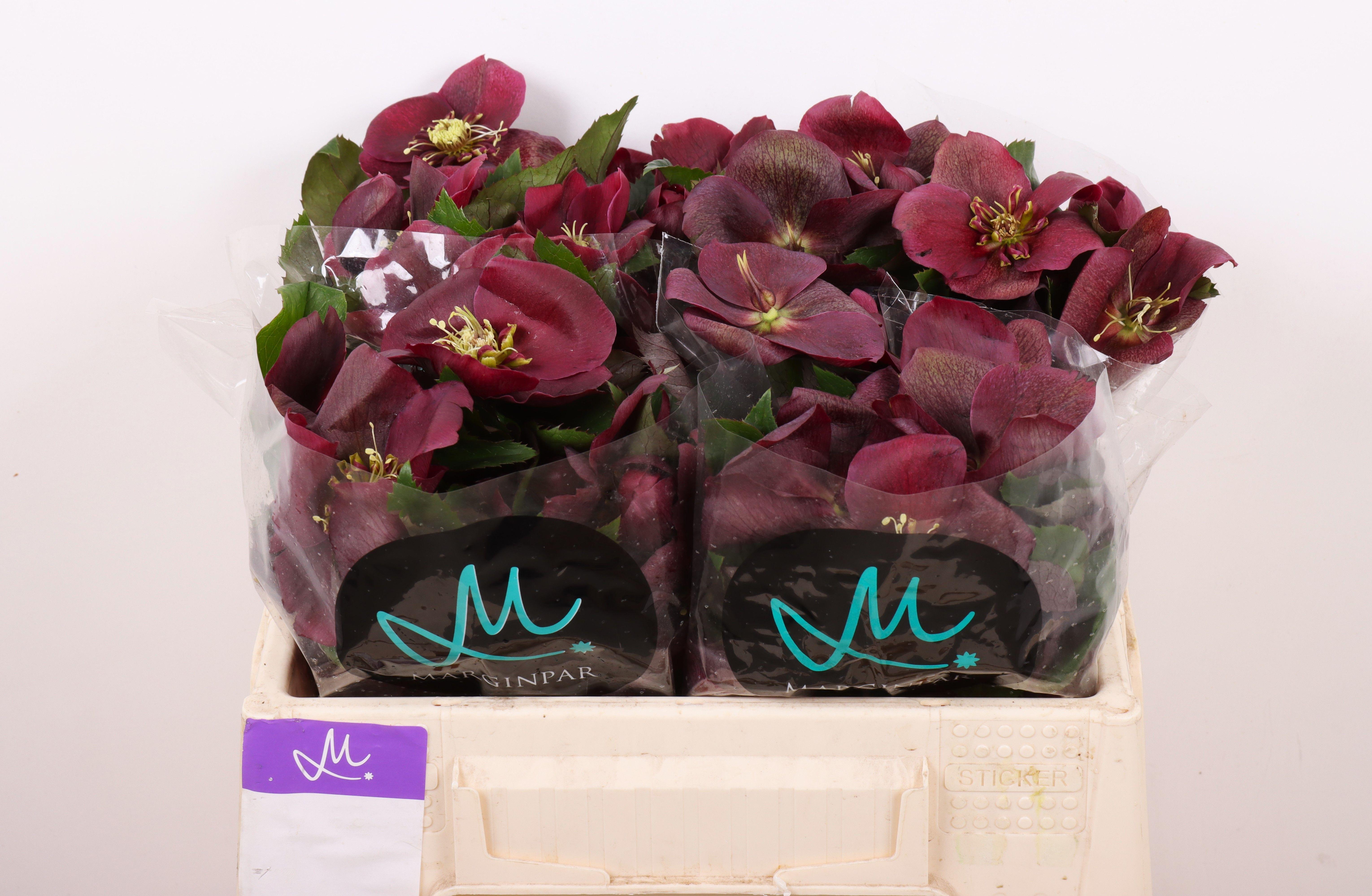 Срезанные цветы оптом Helleborus mammoth red от 20шт из Голландии с доставкой по России
