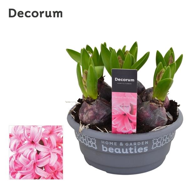 Горшечные цветы и растения оптом Hyacinthus Pink Pearl Bowl (decorum) от 7шт из Голландии с доставкой по России