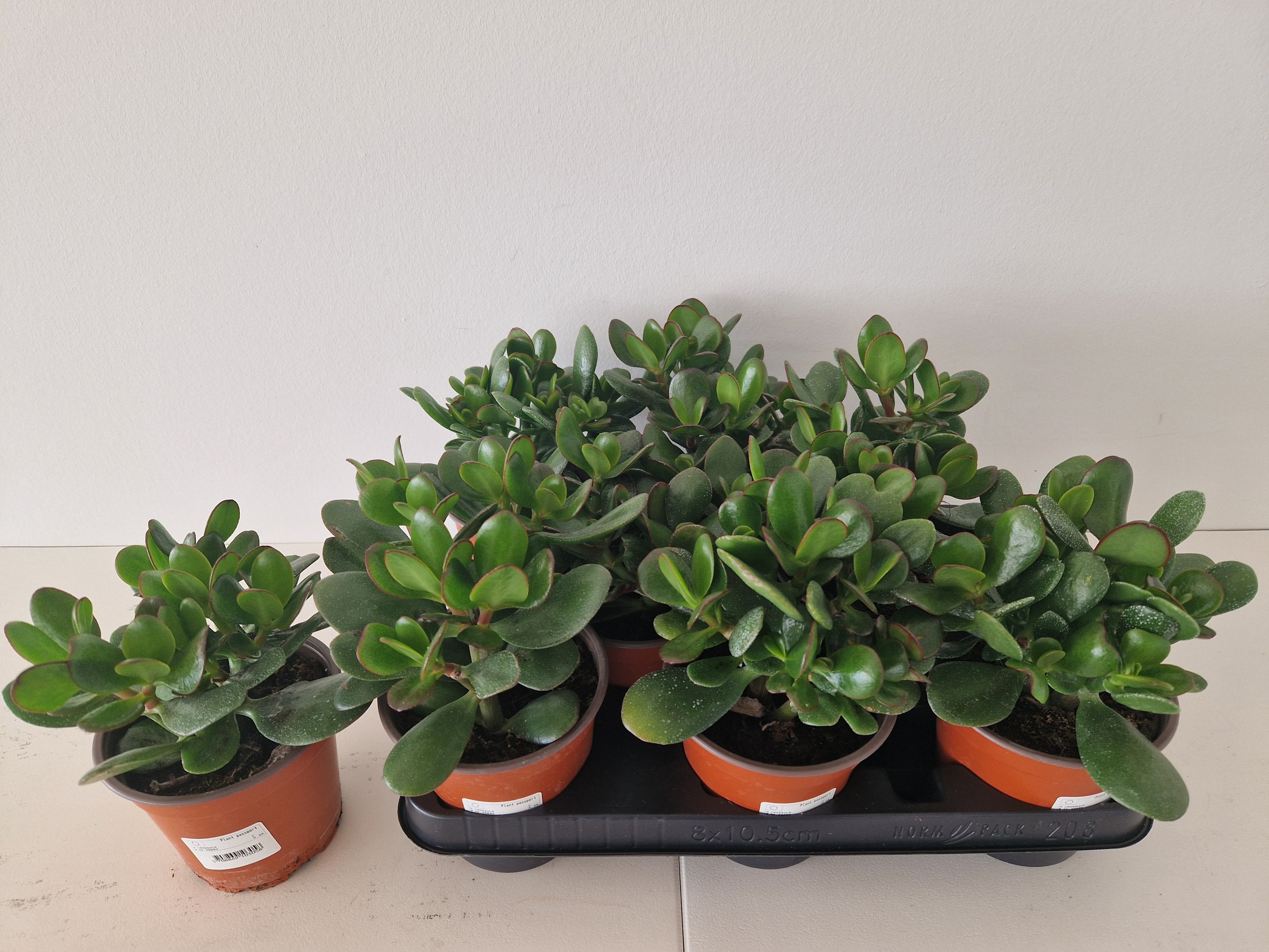 Горшечные цветы и растения оптом Crass Ovata от 8шт из Голландии с доставкой по России