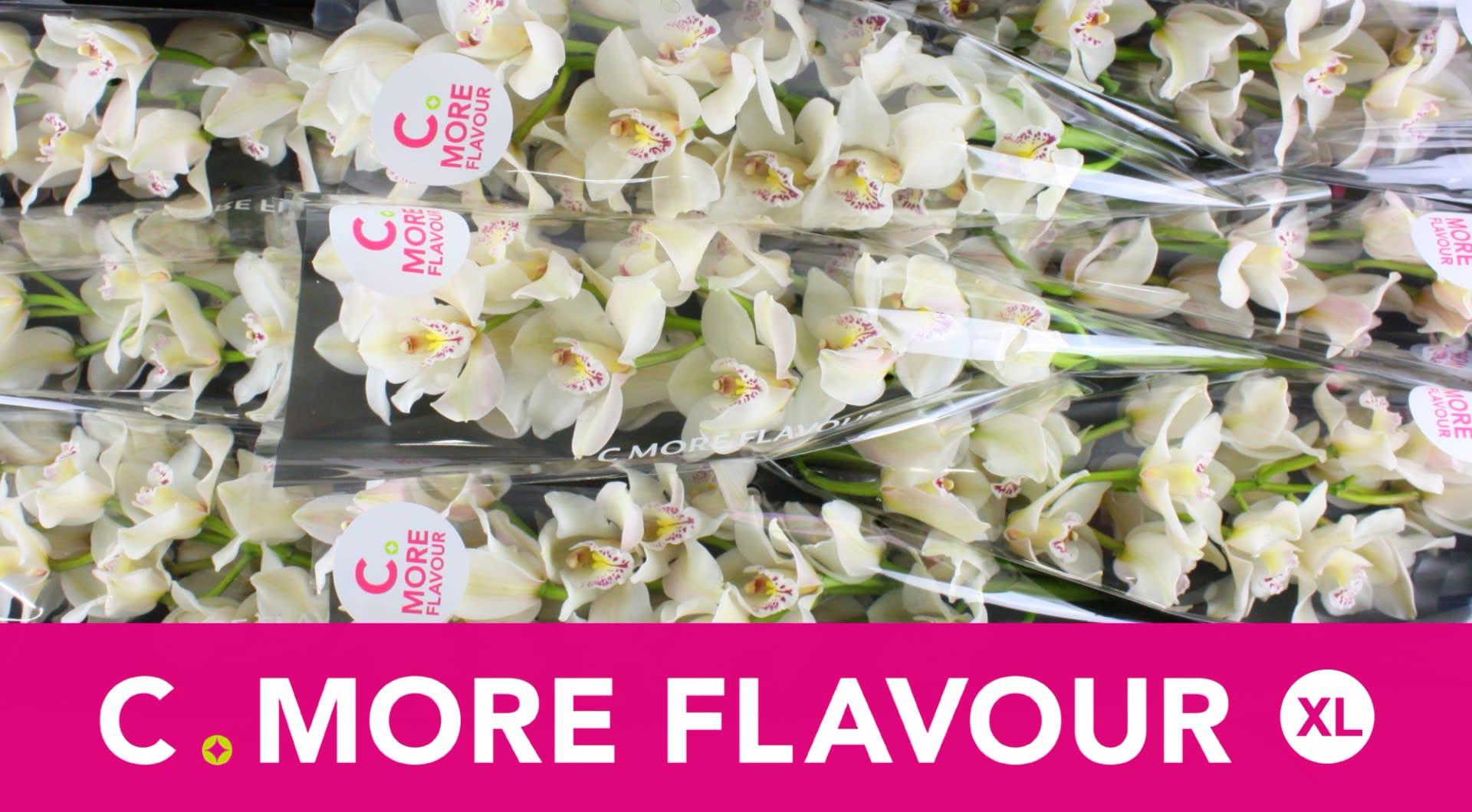 Срезанные цветы оптом Cymbidium white cascade от 9шт. из Голландии с доставкой по России