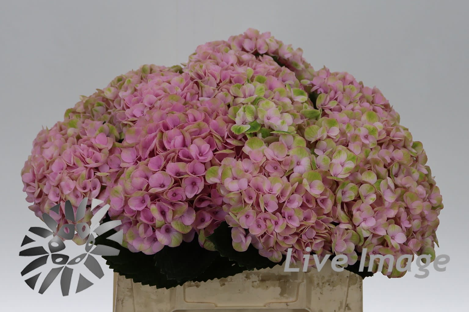 Срезанные цветы оптом Hydrangea mag revolution pink от 10шт. из Голландии с доставкой по России