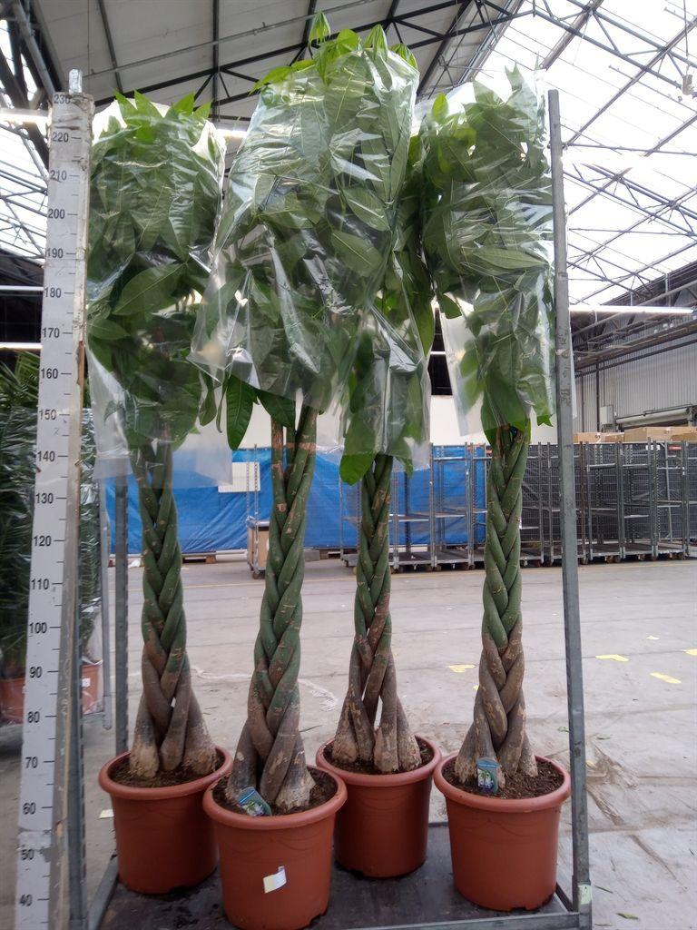 Горшечные цветы и растения оптом Pachira Aquatica от 1шт из Голландии с доставкой по России