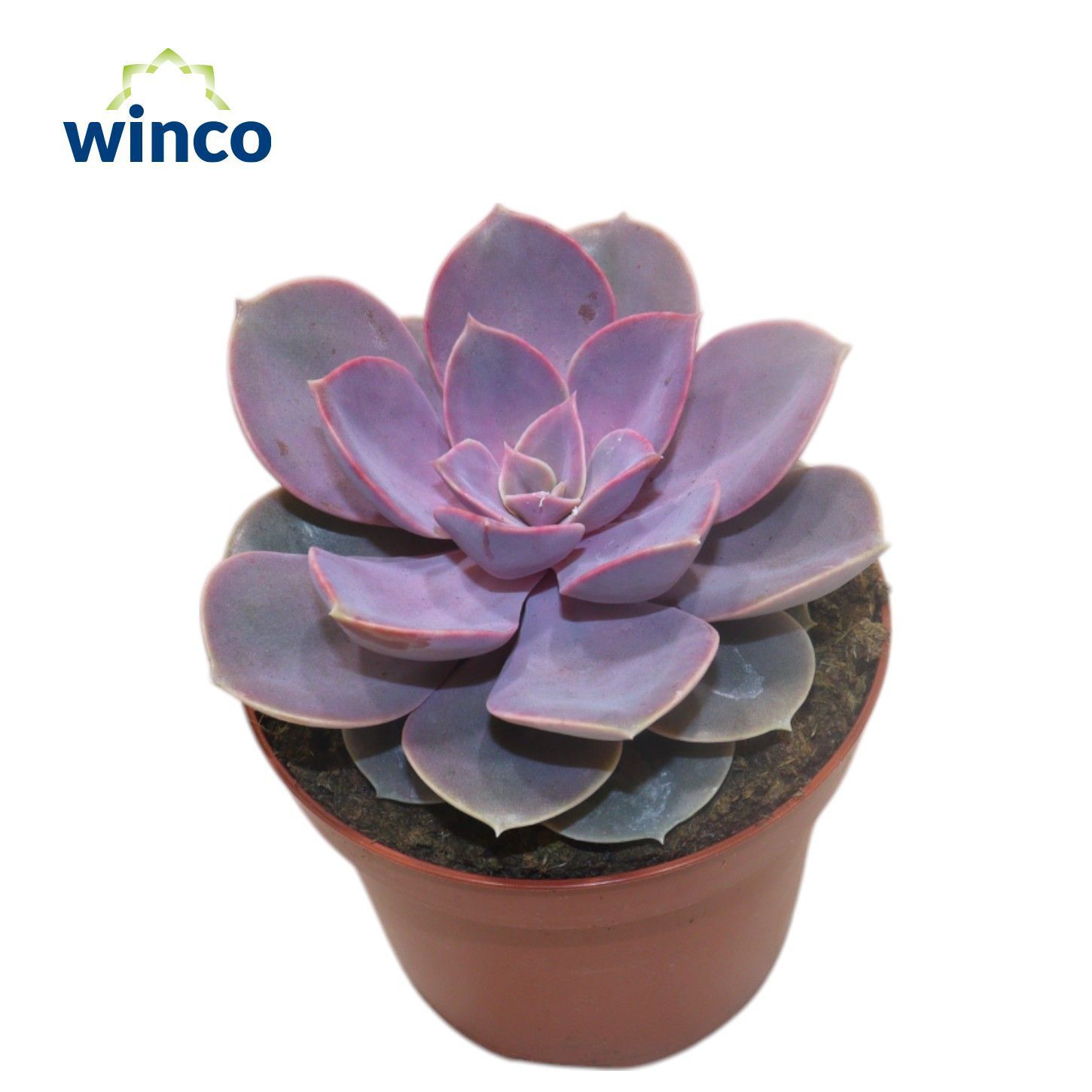 Горшечные цветы и растения оптом Echeveria Pearl Von Neurenberg от 9шт из Голландии с доставкой по России