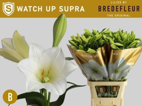 Срезанные цветы оптом Lilium lo watch up Supra от 50шт. из Голландии с доставкой по России