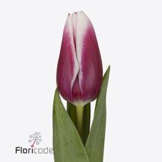 Срезанные цветы оптом Tulipa si kamaliya от 150шт из Голландии с доставкой по России