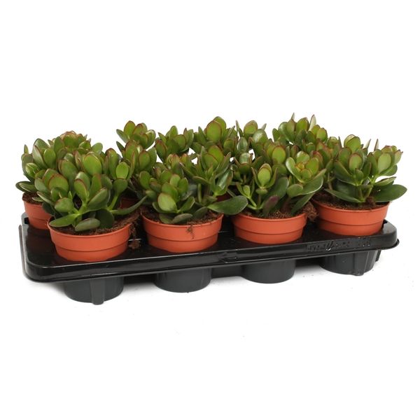 Горшечные цветы и растения оптом Crassula Ovata от 8шт из Голландии с доставкой по России