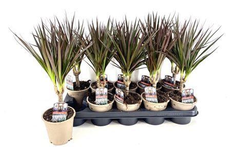 Горшечные цветы и растения оптом ** Dra Marg Magenta * Spring Deal* от 10шт из Голландии с доставкой по России