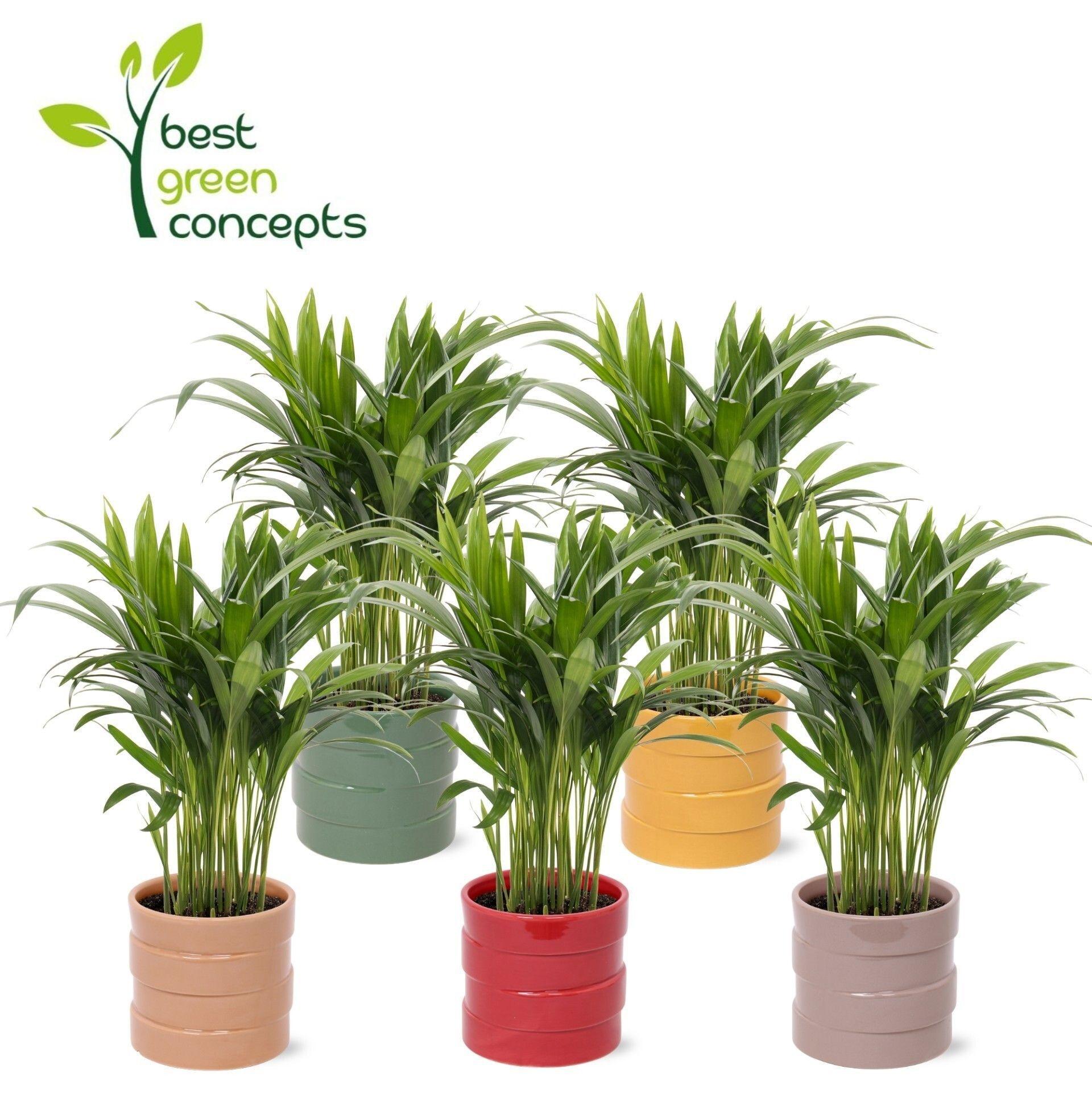 Горшечные цветы и растения оптом Dypsis Lutescens от 5шт из Голландии с доставкой по России