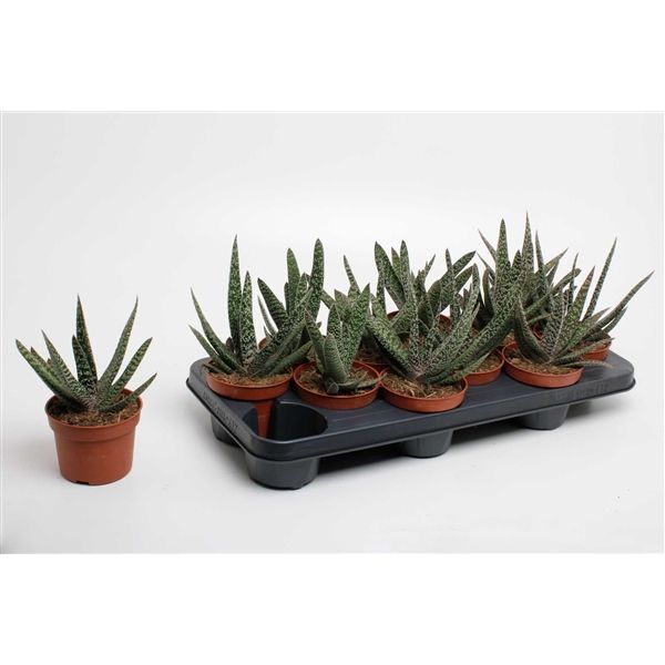 Горшечные цветы и растения оптом Gasteria Carinata Big Ben (decorum) от 9шт из Голландии с доставкой по России