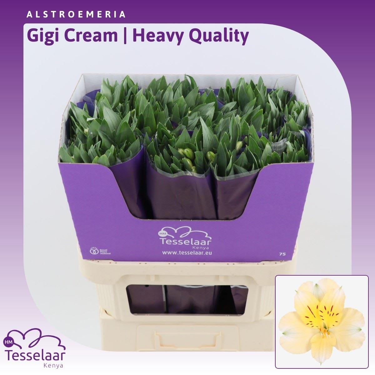 Срезанные цветы оптом Alstroemeria gigi cream от 180шт из Голландии с доставкой по России