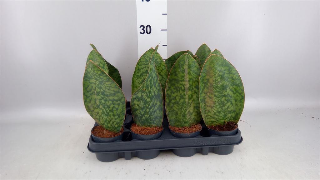 Горшечные цветы и растения оптом Sansevieria ... от 12шт (для телеги) из Голландии с доставкой по России