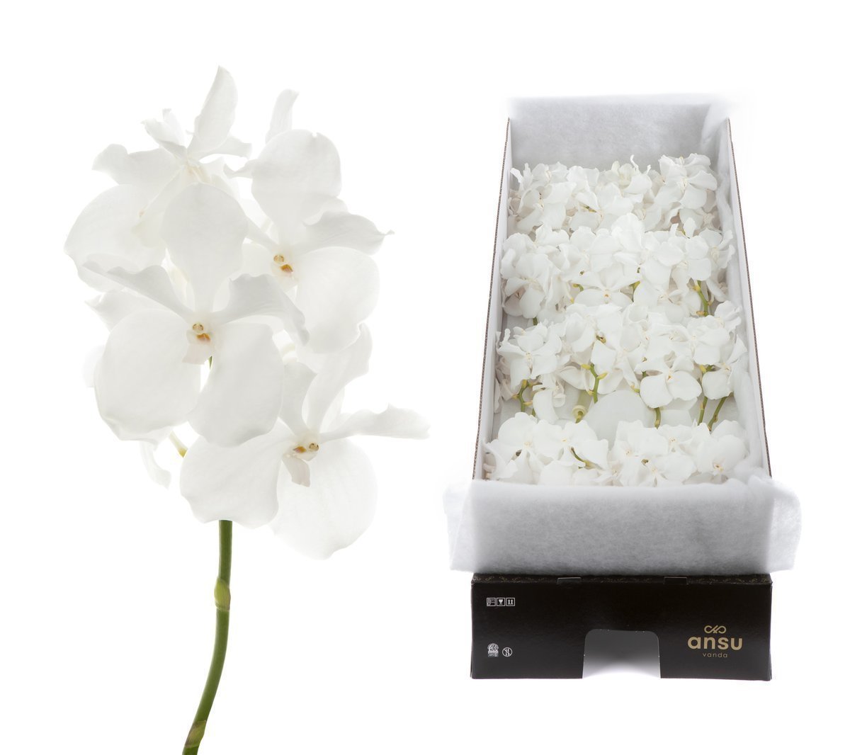 Срезанные цветы оптом Vanda kanchana ansu no. 1 per stem от 8шт.. из Голландии с доставкой по России