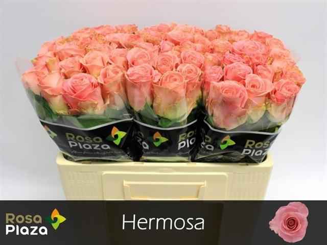 Срезанные цветы оптом Rosa la hermosa+ от 60шт из Голландии с доставкой по России