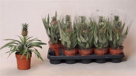 Горшечные цветы и растения оптом Ananas Mi Amigo от 10шт из Голландии с доставкой по России