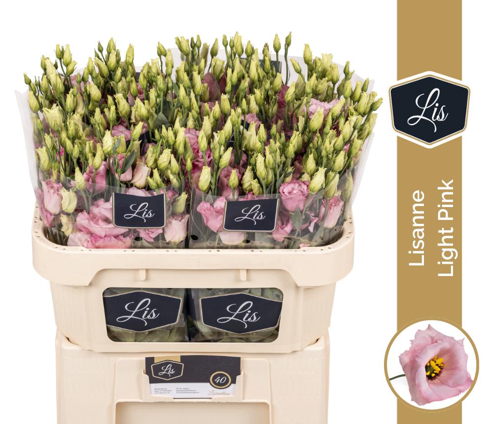 Срезанные цветы оптом Lisianthus do lisanne light pink от 40шт...... из Голландии с доставкой по России