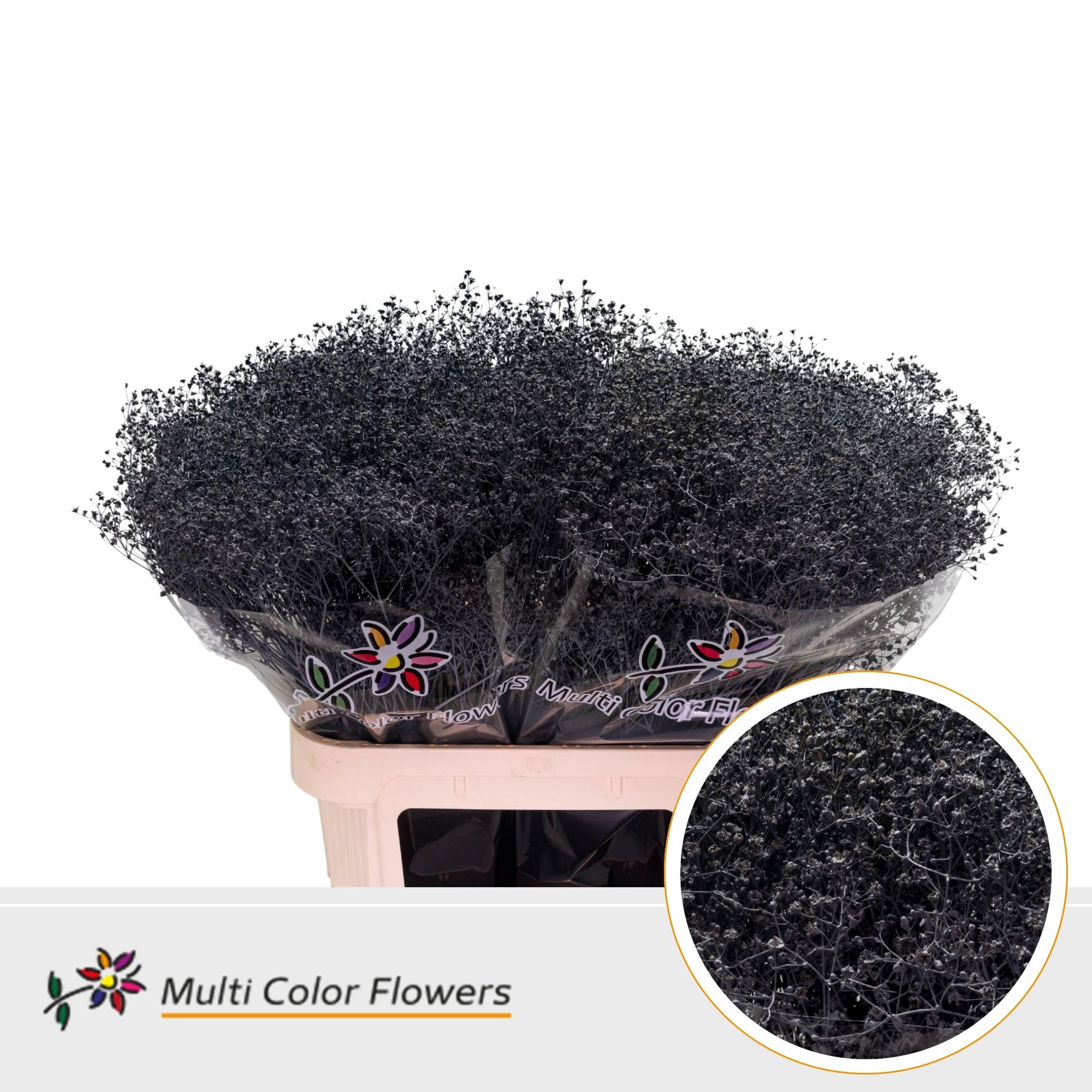 Срезанные цветы оптом Gyps fine paint grey от 50шт из Голландии с доставкой по России