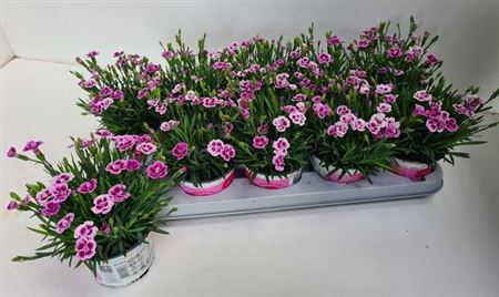Горшечные цветы и растения оптом Dianthus Pink Kisses 12cm Portugal от 10шт из Голландии с доставкой по России