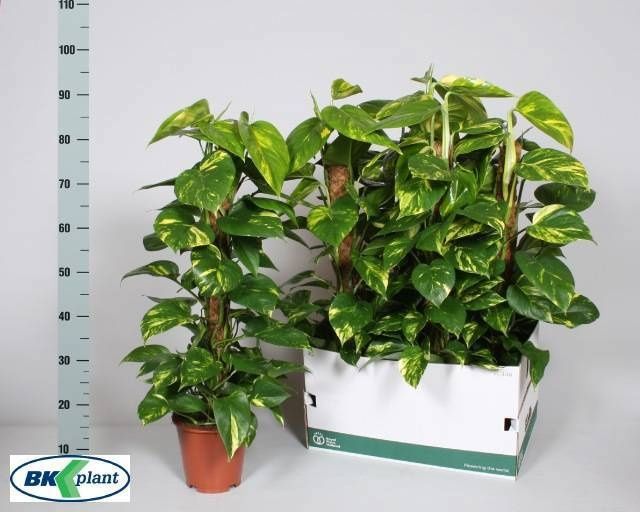 Горшечные цветы и растения оптом Epipr Mosstok от 5шт из Голландии с доставкой по России