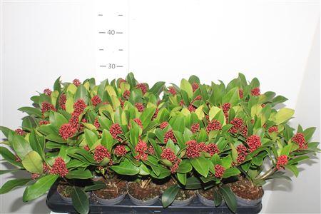 Горшечные цветы и растения оптом Skim J Rubella 3+ от 18шт (для телеги) из Голландии с доставкой по России