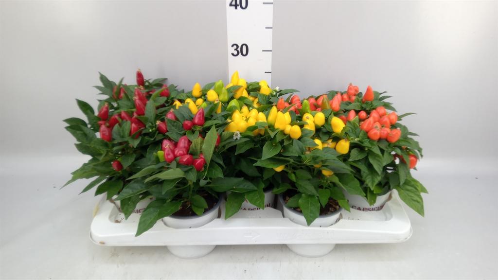 Горшечные цветы и растения оптом Capsicum Annuum mambo ...mix от 10шт из Голландии с доставкой по России