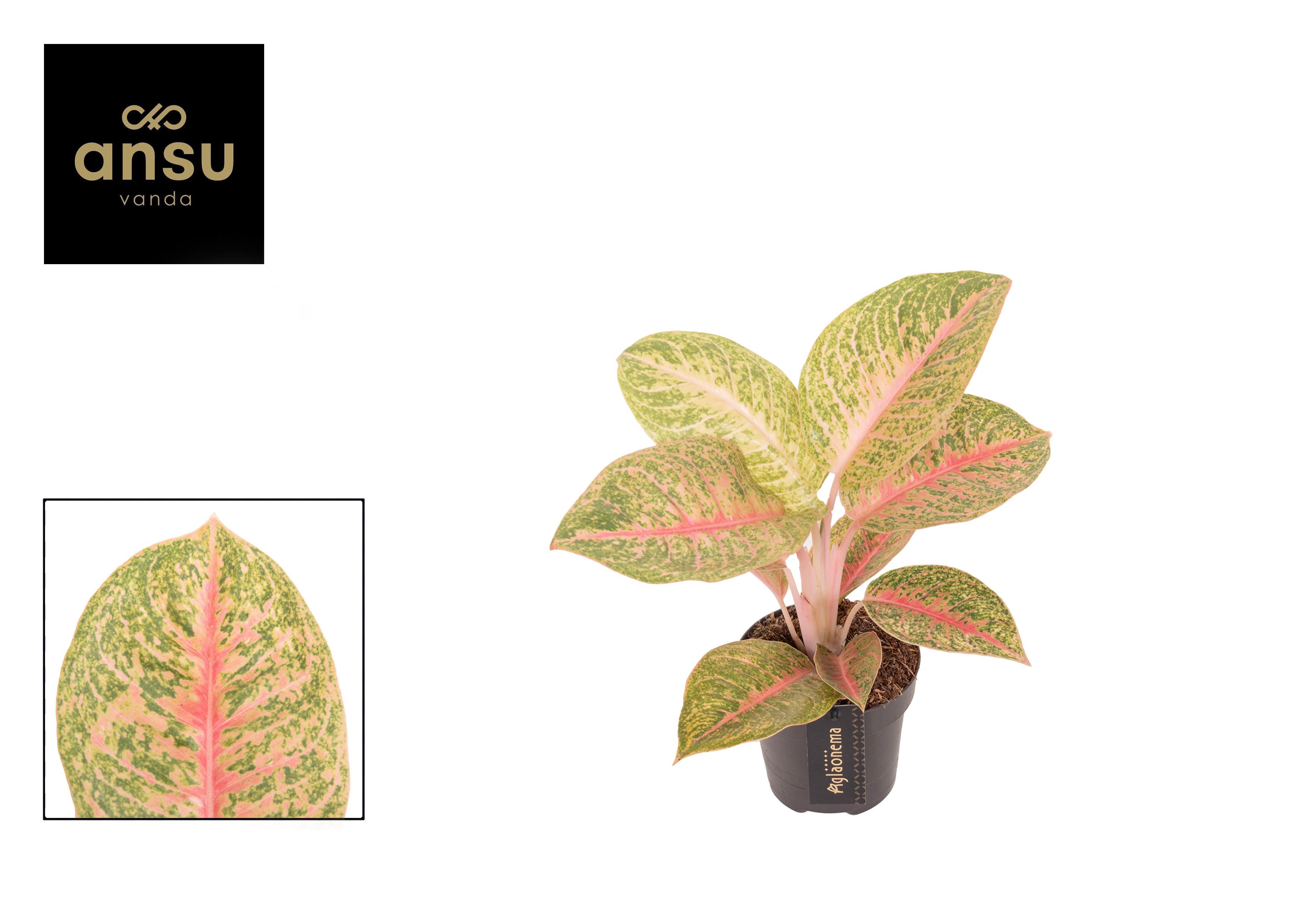 Горшечные цветы и растения оптом Aglaonema Vermillion Red от 6шт из Голландии с доставкой по России