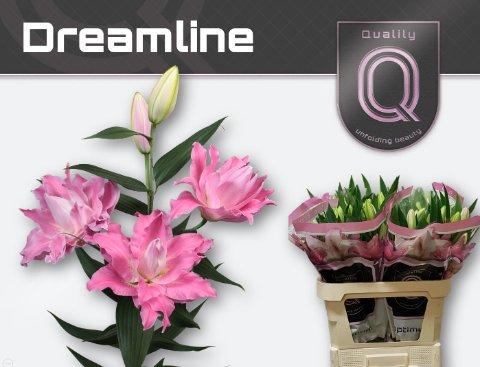 Срезанные цветы оптом Lilium or dbl dreamline от 60шт из Голландии с доставкой по России