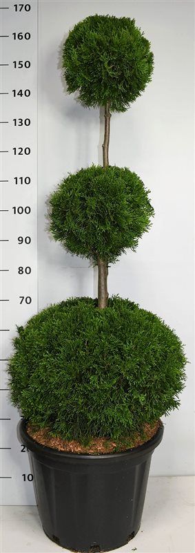 Горшечные цветы и растения оптом Thuja Occ Smaragd Pon Pon от 1шт из Голландии с доставкой по России