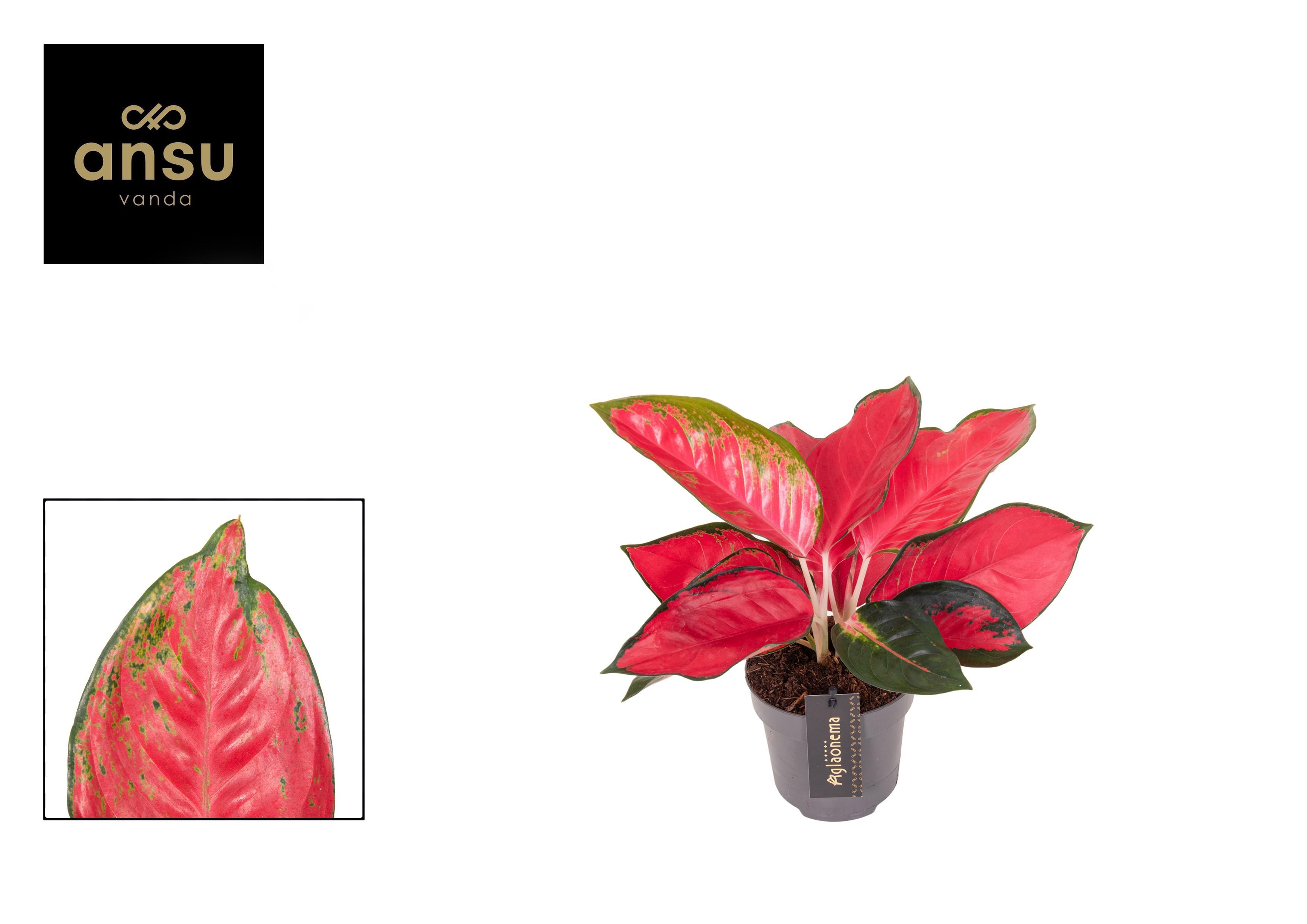 Горшечные цветы и растения оптом Aglaonema Sunray Green от 4шт из Голландии с доставкой по России