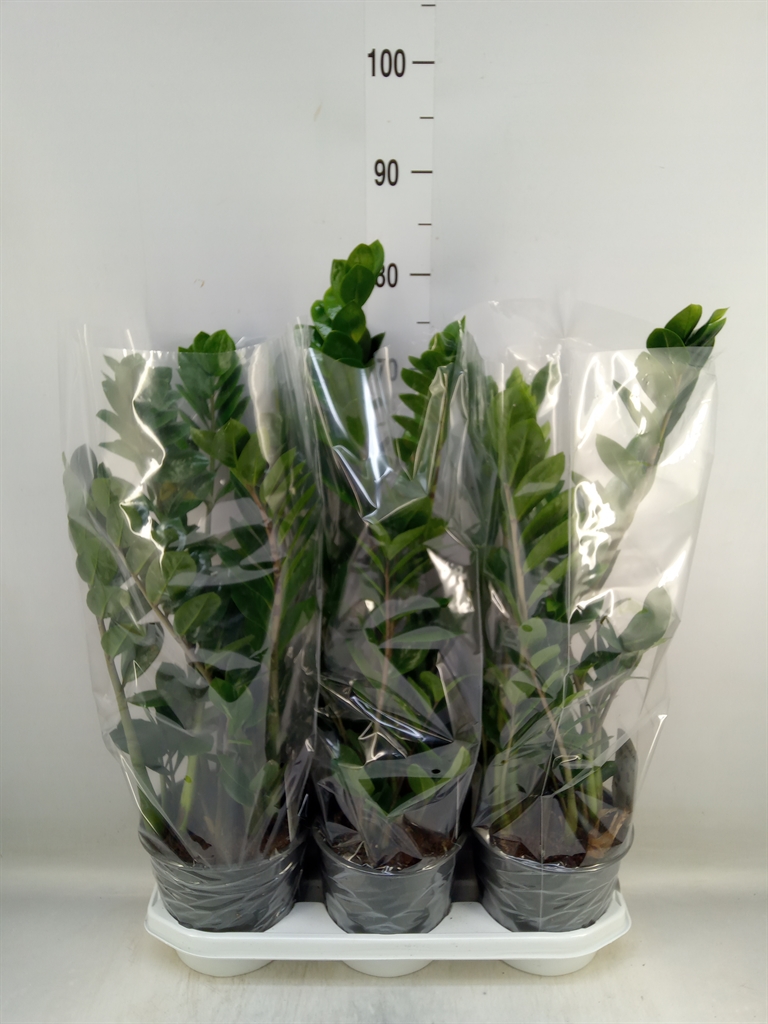 Горшечные цветы и растения оптом Zamioculcas Zamiifolia от 3шт из Голландии с доставкой по России