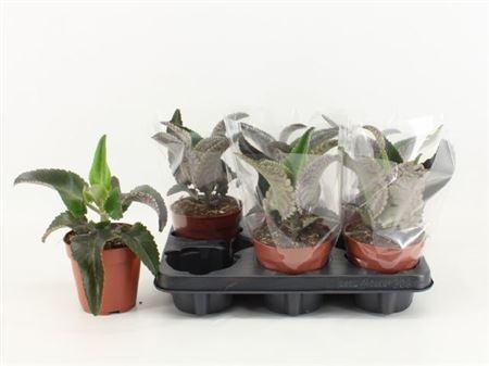 Горшечные цветы и растения оптом Kalanchoe Daigremont от 6шт из Голландии с доставкой по России