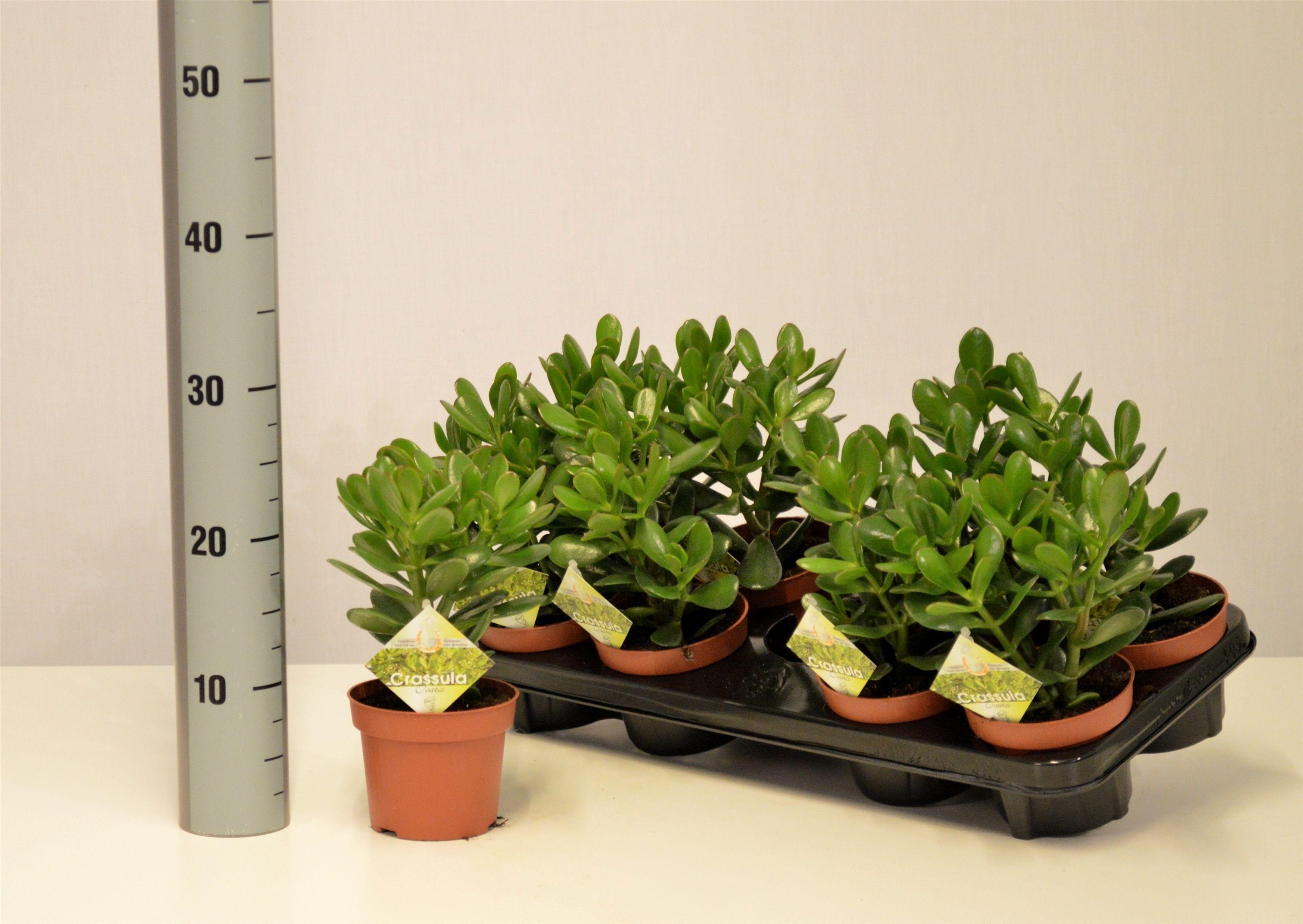 Горшечные цветы и растения оптом Crass Ovata от 8шт из Голландии с доставкой по России