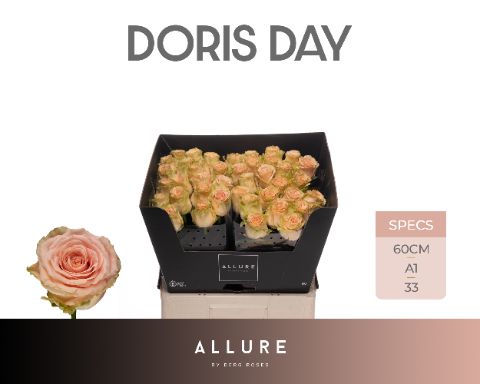 Срезанные цветы оптом Rosa large doris day Allure от 50шт из Голландии с доставкой по России