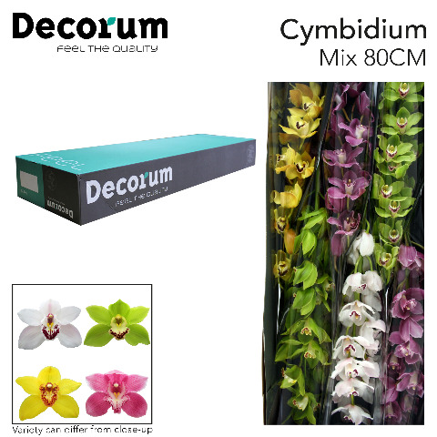 Срезанные цветы оптом Cymbidium mix от 6шт... из Голландии с доставкой по России