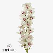 Срезанные цветы оптом Cymbidium white ivory от 6шт из Голландии с доставкой по России