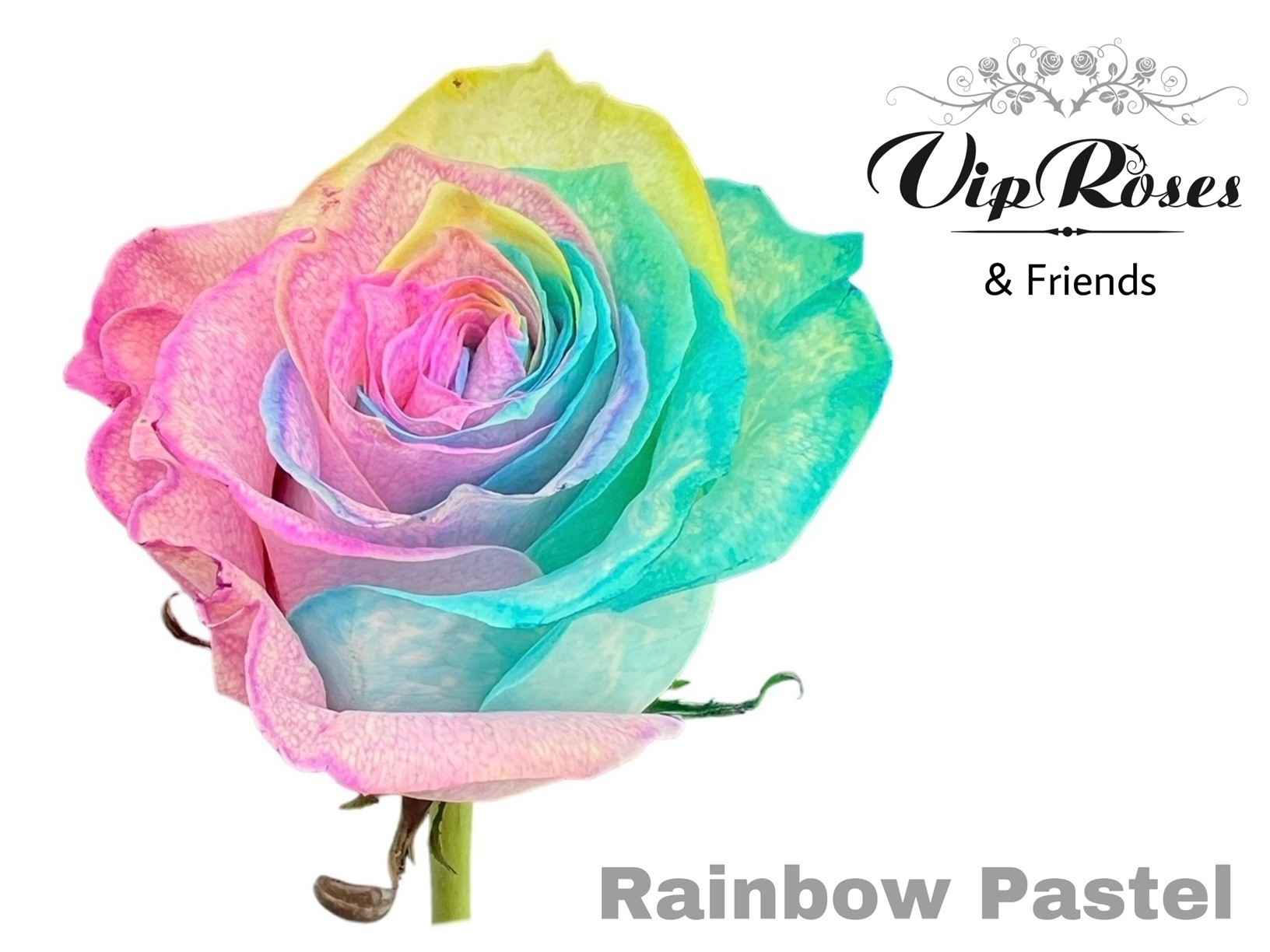 Срезанные цветы оптом Rosa la paint rainbow pastel mondial от 25шт из Голландии с доставкой по России