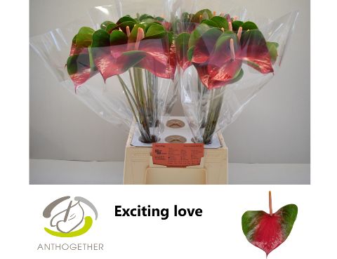 Срезанные цветы оптом Anthurium love exiting от 40шт из Голландии с доставкой по России