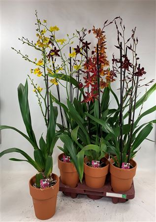 Горшечные цветы и растения оптом Orchideeen Gem Terracotta от 6шт из Голландии с доставкой по России