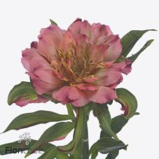 Срезанные цветы оптом Alstroemeria si fashionista pink от 40шт из Голландии с доставкой по России