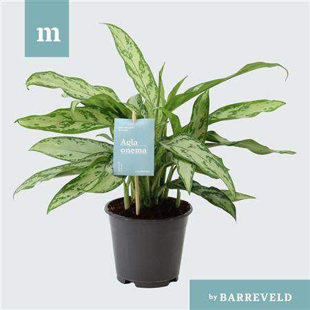 Горшечные цветы и растения оптом Aglaonema Silver Queen от 8шт из Голландии с доставкой по России Горшечные цветы и растения оптом Aglaonema Silver Queen от 8шт из Голландии с доставкой по России