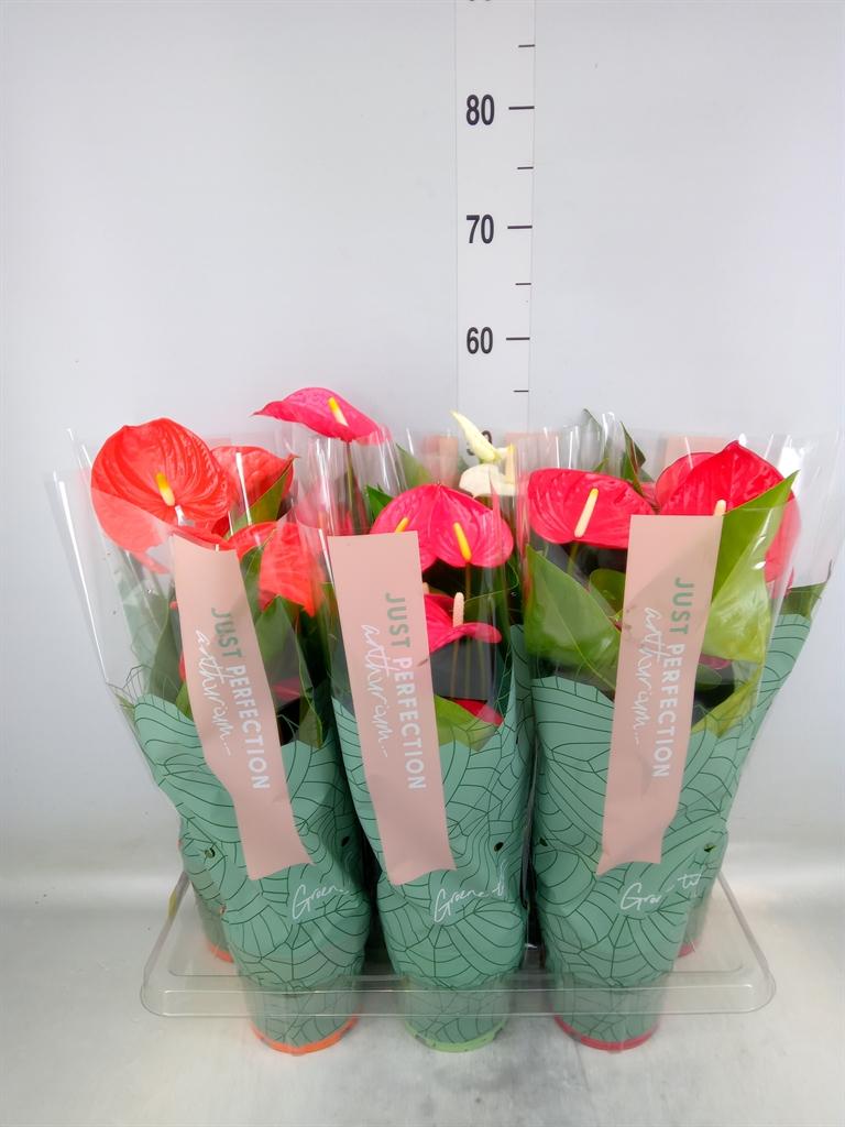 Горшечные цветы и растения оптом Anthurium   ...mix от 7шт из Голландии с доставкой по России