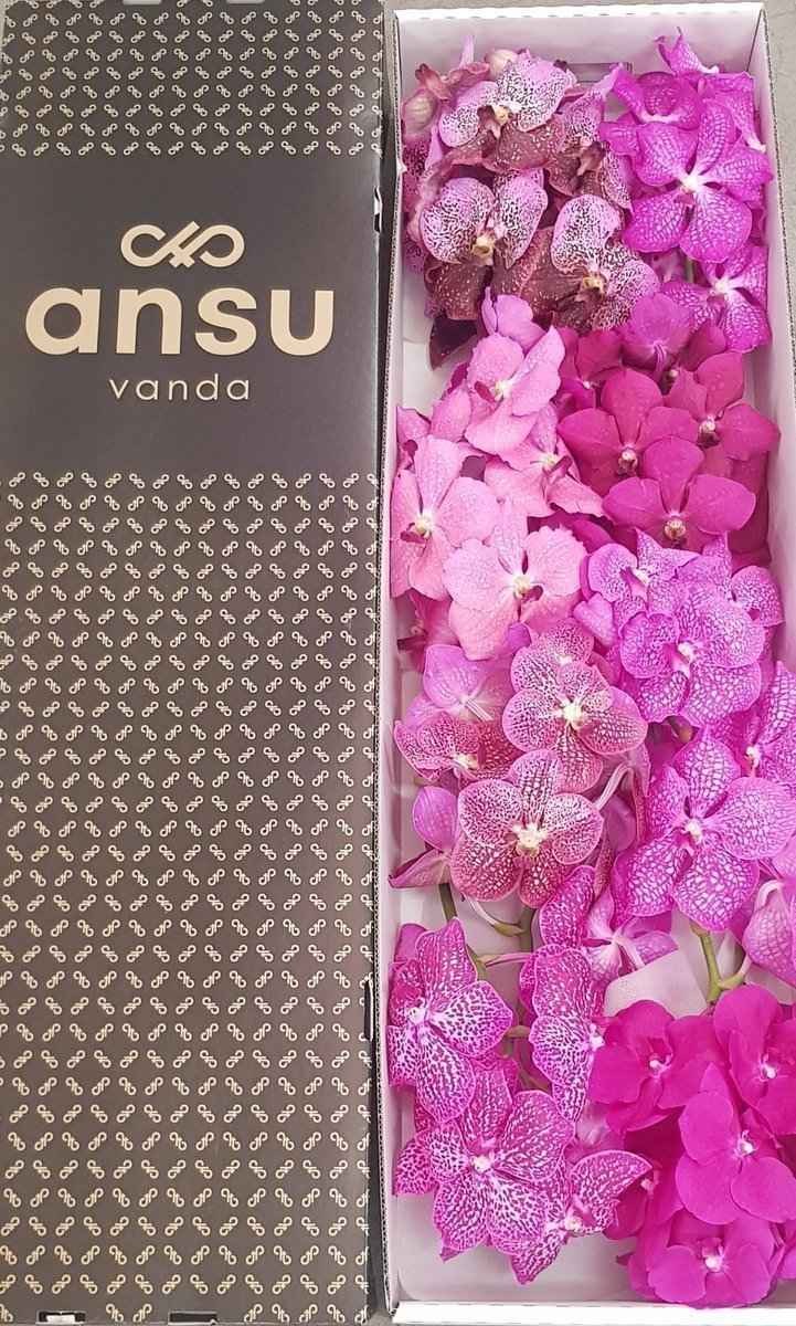 Срезанные цветы оптом Vanda mix pink per stem от 8шт из Голландии с доставкой по России