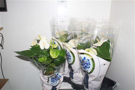 Горшечные цветы и растения оптом Anthu A Arisa White 5+ от 6шт из Голландии с доставкой по России