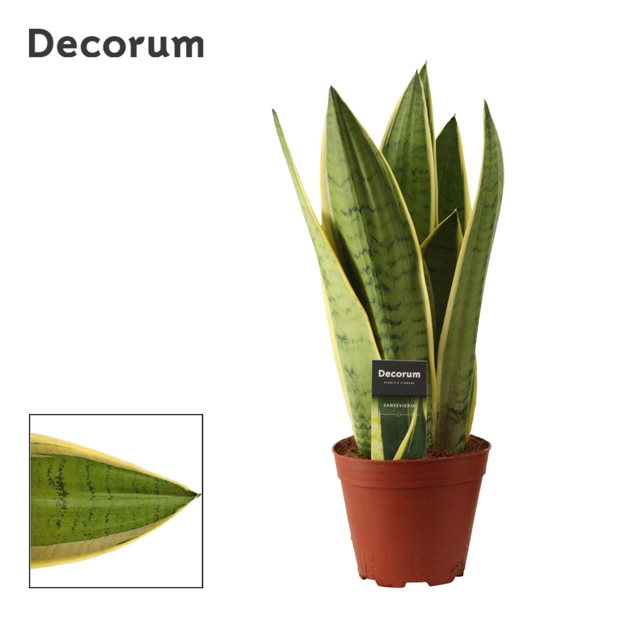 Горшечные цветы и растения оптом Sansevieria White Snow (dec) от 7шт из Голландии с доставкой по России