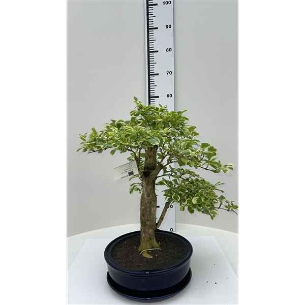 Горшечные цветы и растения оптом Bonsai Duranta Variagata, Pot 25cm, Height 55cm. W от 1шт из Голландии с доставкой по России