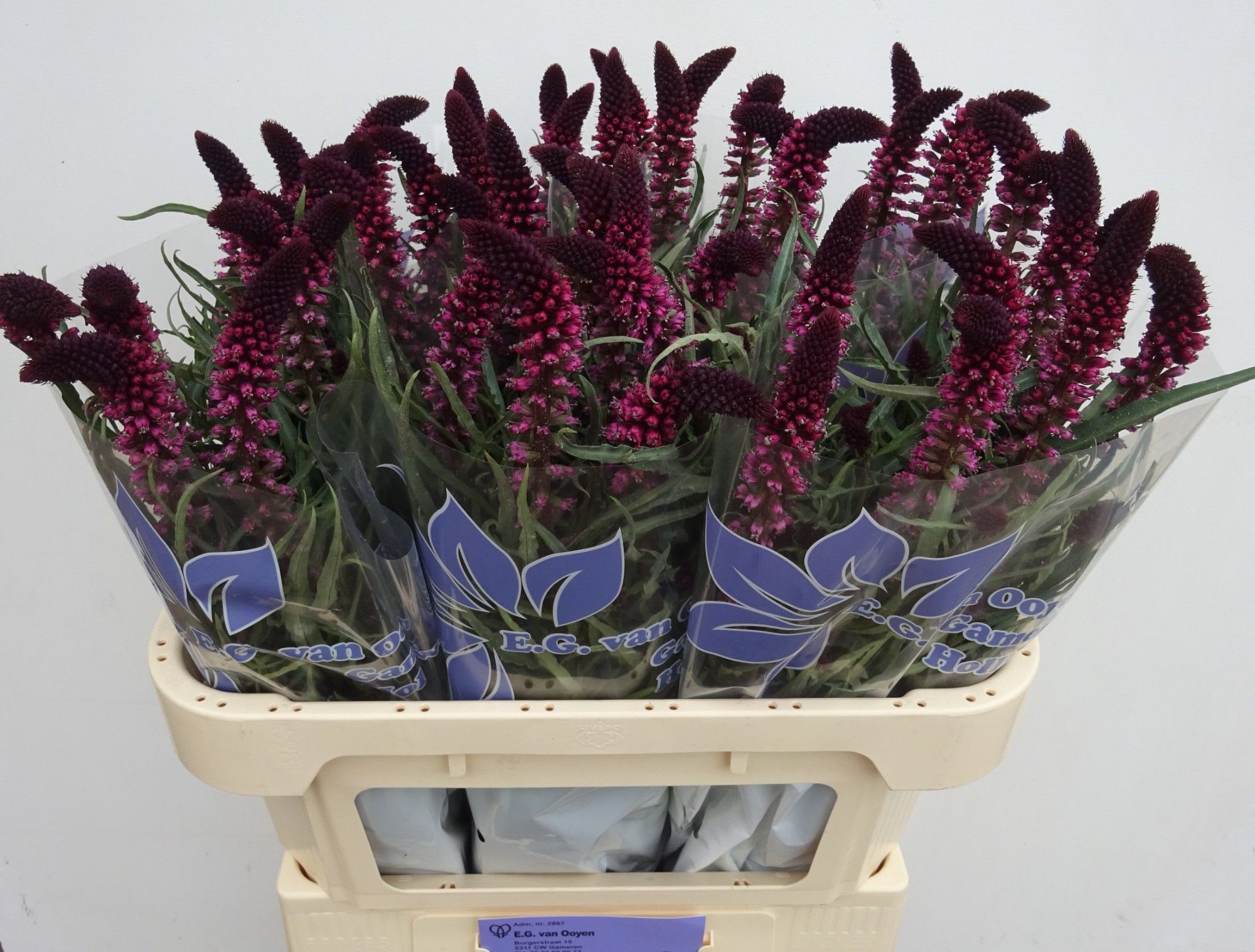 Срезанные цветы оптом Lysimachia atropurpurea от 50шт из Голландии с доставкой по России